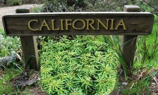 Kalifornia gotowa na przyjęcie marihuany w celach rekreacyjnych!