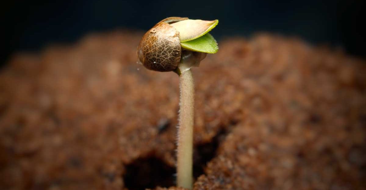 Kiełkowanie nasion marihuany - czego potrzebują