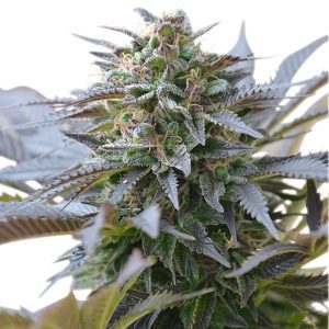 Blue Mystic (Royal Queen Seeds)