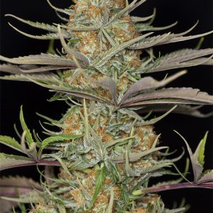 Sweet Deep Grapefruit