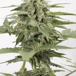 Industrial Plant CBD Auto