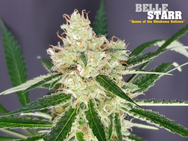 Belle Star (The Outlaw Seeds)