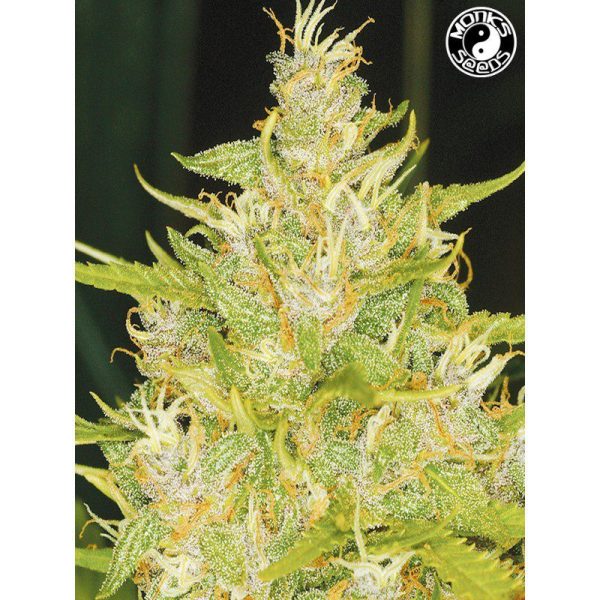 Weeping Widow Auto Monks Seeds