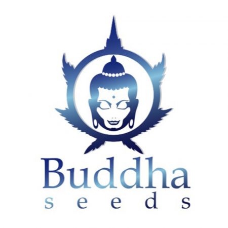 buddha seeds breeder producent nasion marihuany konopi