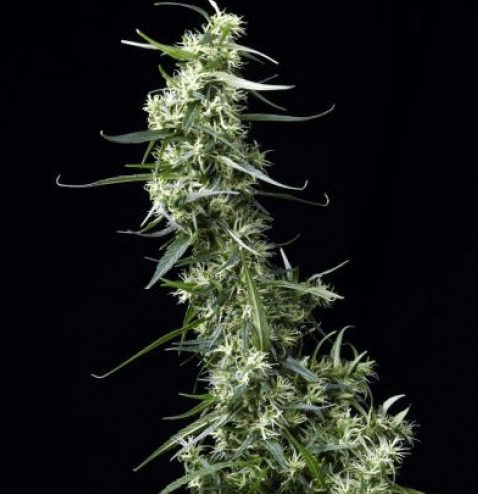 Nasiona marihuany NL5