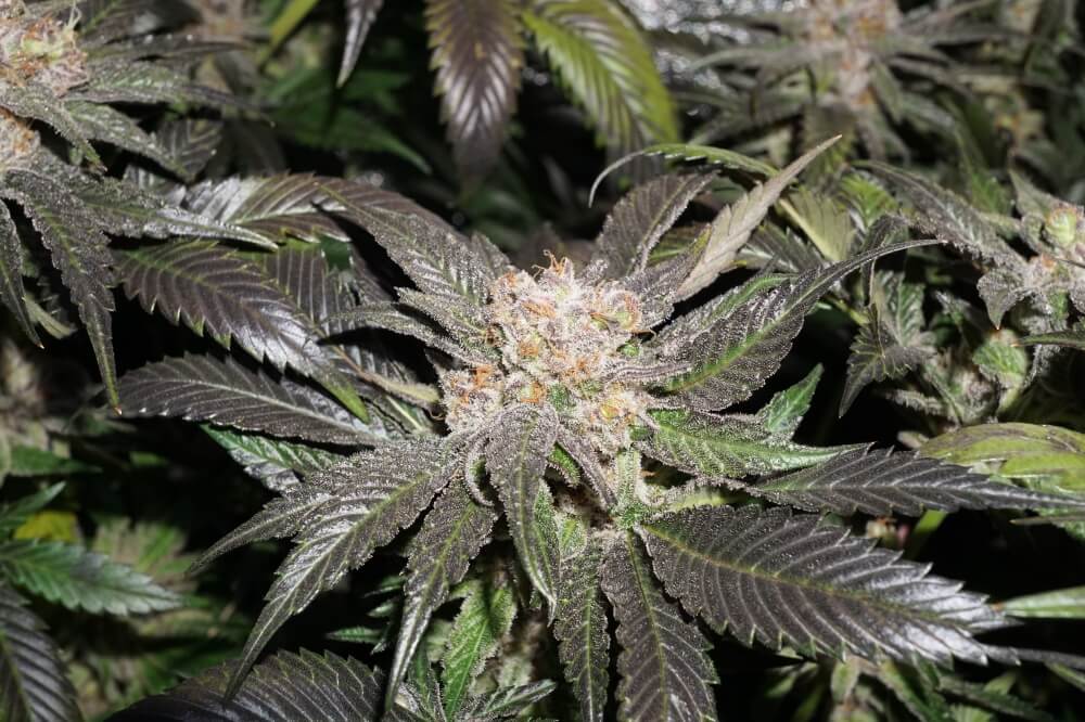 Nowe nasiona marihuany odmiana Bruce Lemon