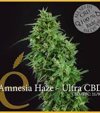 Amnesia Haze - Ultra CBD