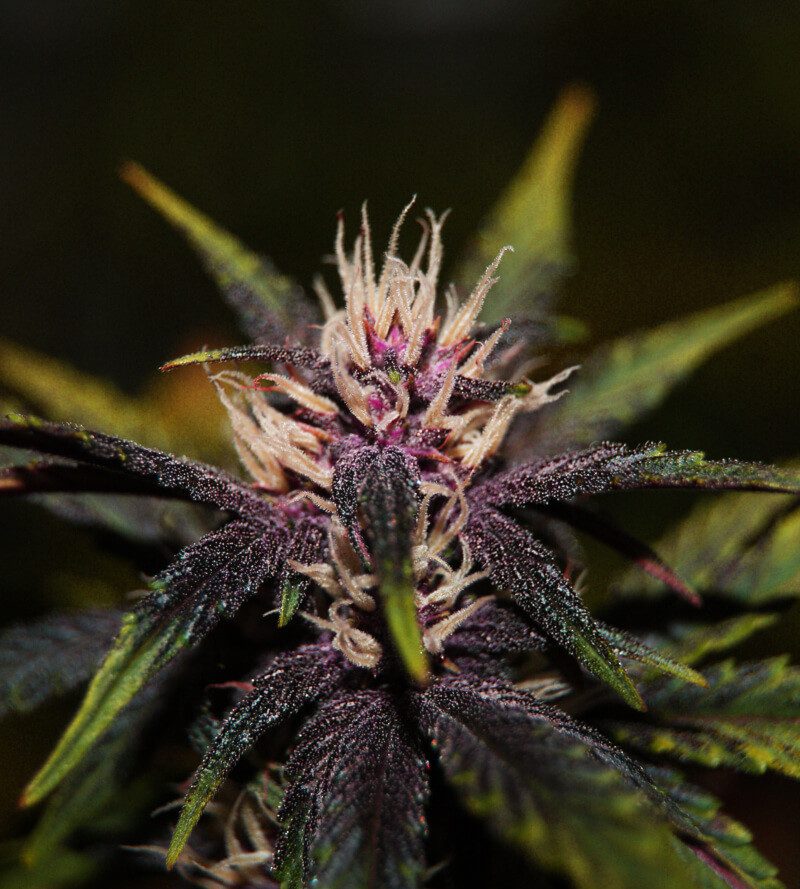 Nasiona marihuany Purplediol