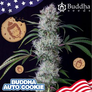 Buddha Cookie Auto