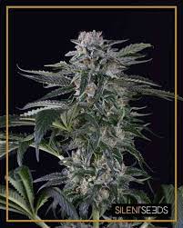 Moby Dick Auto Silent Seeds