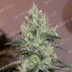 Original Amnesia Silent Seeds