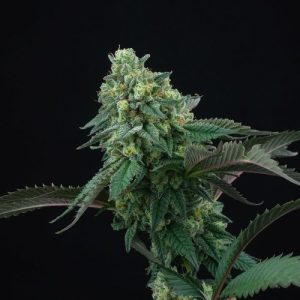 Pink Gasoline Perfect Tree Seeds