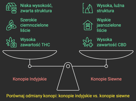 Jak wygląda konopia indyjska?