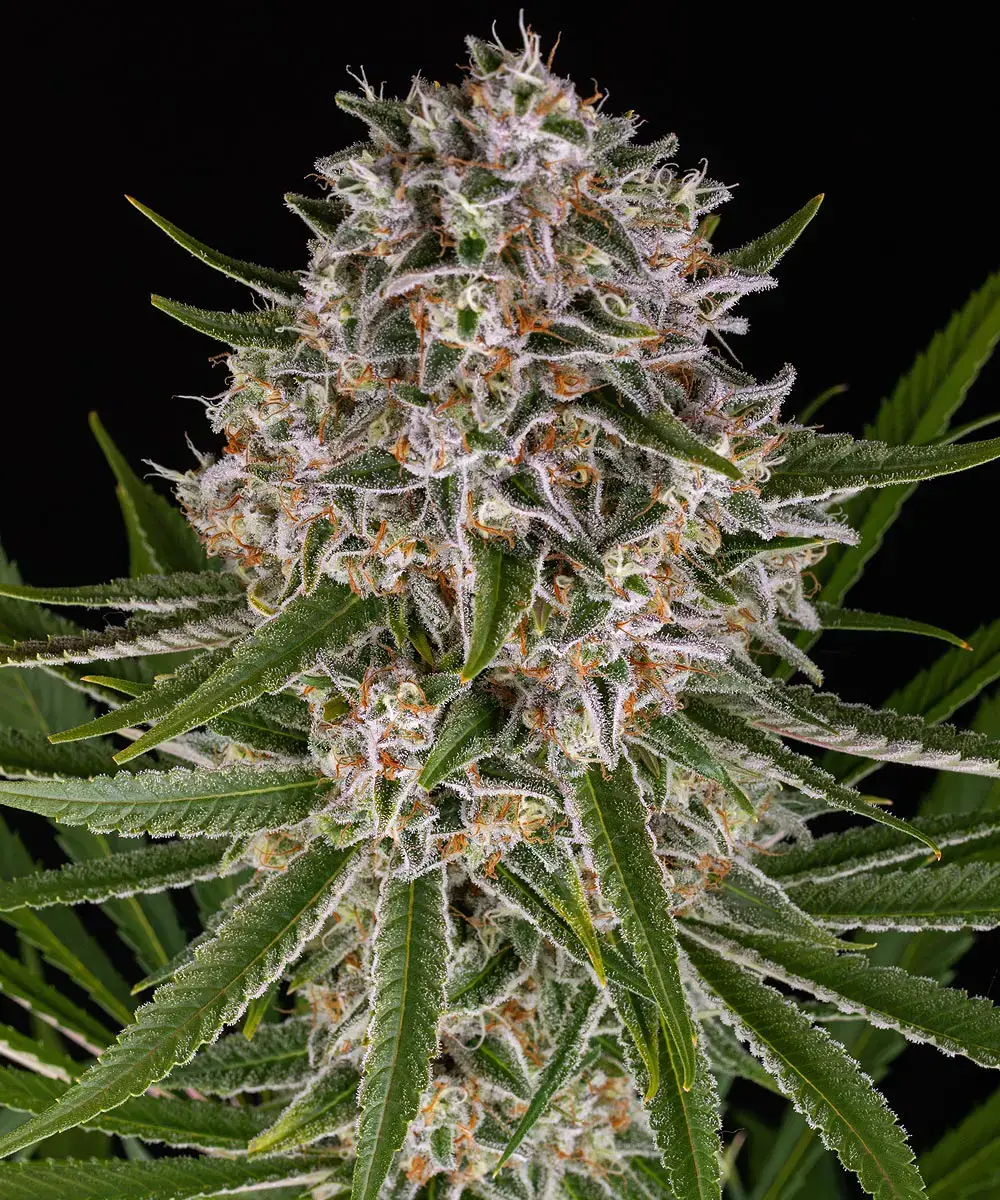 Lemon Haze Auto Lemon Haze Auto