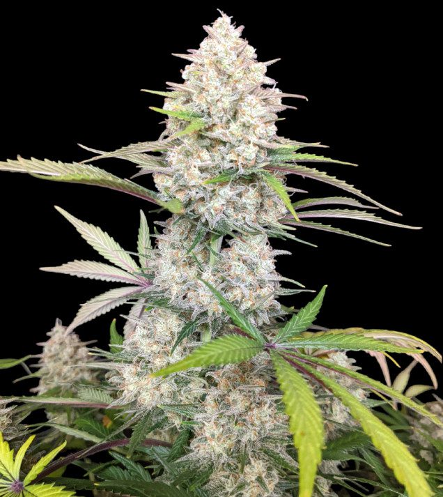Skywalker OG Gelato Auto — wysoko plonujący automat premium