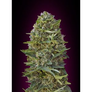 Caramel Kush – 00 Seeds Bank