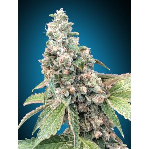 Harlequin CBD – 00 Seeds Bank