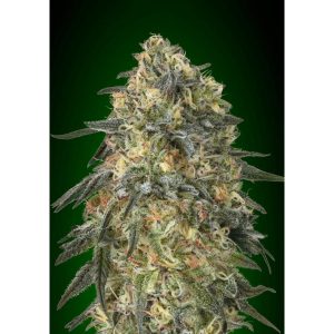 Gorilla – 00 Seeds Bank