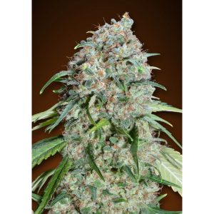 Chocolate Skunk CBD – 00 Seeds Bank
