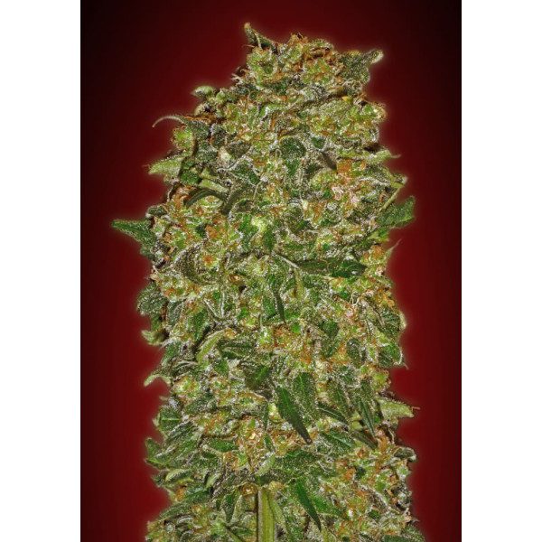 Chocolate Kush Fast – 00 Seeds Bank Chocolate Kush Fast – 00 Seeds Bank