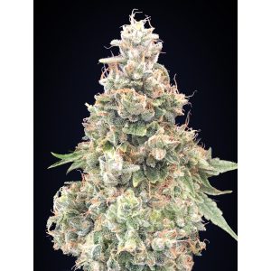 Chocolate Kush Fast – 00 Seeds Bank
