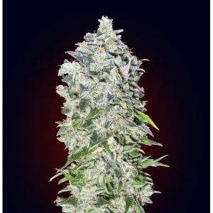 Auto 00 Kush – 00 Seeds Bank