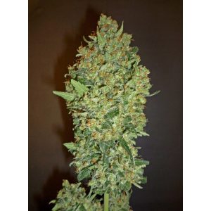 Cheese Berry – 00 Seeds Bank