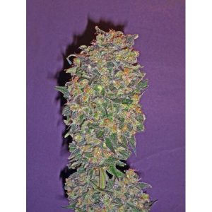 Chocolate Kush – 00 Seeds Bank
