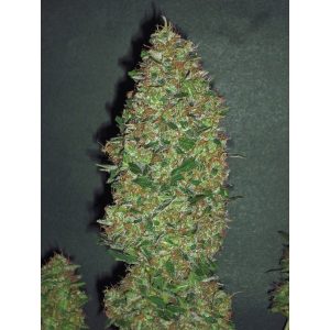 Chocolate Skunk – 00 Seeds Bank