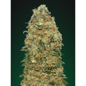 00 Kush Fast – 00 Seeds Bank