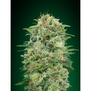 White Widow CBD – 00 Seeds Bank