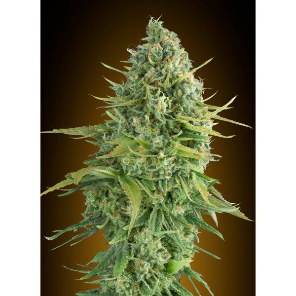 Auto Do-Si-Dos – 00 Seeds Bank Auto Do-Si-Dos – 00 Seeds Bank