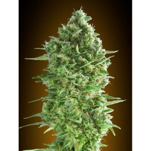 Do-Si-Dos Cookies – 00 Seeds Bank