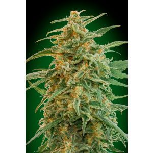 Auto Gorilla – 00 Seeds Bank
