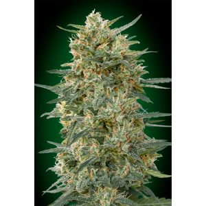 Gorilla Fast – 00 Seeds Bank
