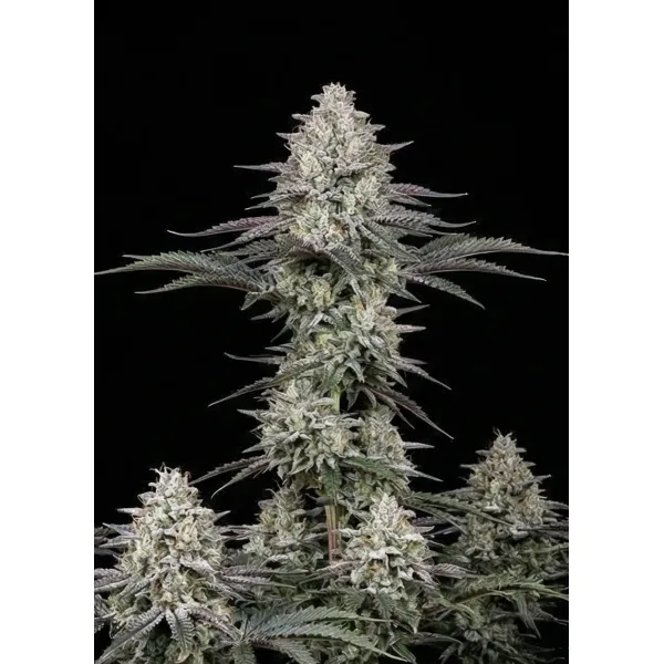 Alien OG – Ganja Farmer Nasiona Alien OG – Ganja Farmer Nasiona