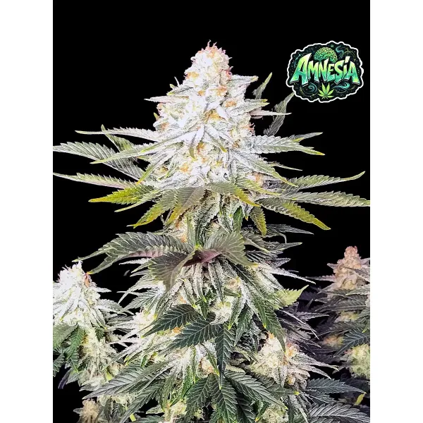 Amnesia – Ganja Farmer Nasiona Amnesia – Ganja Farmer Nasiona