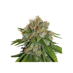 Amnesia – Seed Stockers