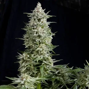 Amnesia Gold – Pyramid Seeds