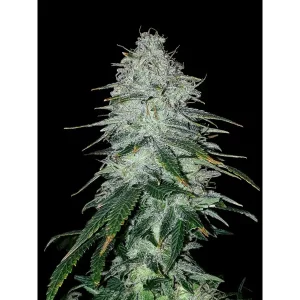 Amnesia Haze – Ganja Farmer Nasiona