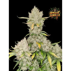 Apricot Gorilla Auto – Ganja Farmer Nasiona