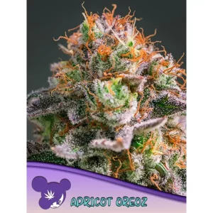 Apricot Oreoz – Anesia Seeds
