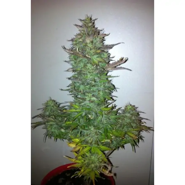 Auto 60 Grapefruit – Tanie nasiona BULK Auto 60 Grapefruit – Tanie nasiona BULK