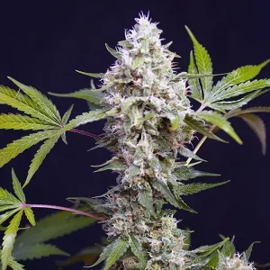 Auto Afghan Haze – Tanie nasiona BULK