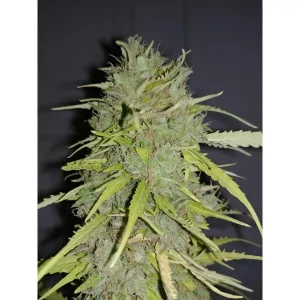 Auto Afghan Skunk – Tanie nasiona BULK