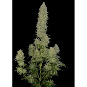 Auto Afghani F1 – Ganja Farmer Nasiona