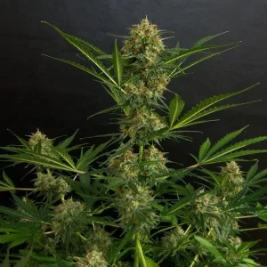 Auto Amnesia tanie nasiona BULK