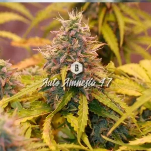 Auto Amnesia 47 – Big Seedbank