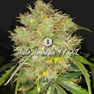 Auto Amnesia 47 XL – Big Seedbank