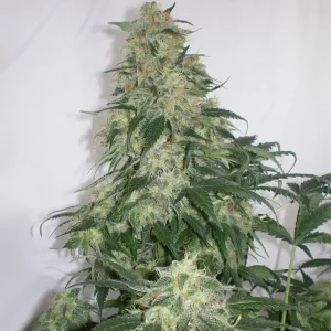 Auto Amnesia X-treme – Tanie nasiona BULK